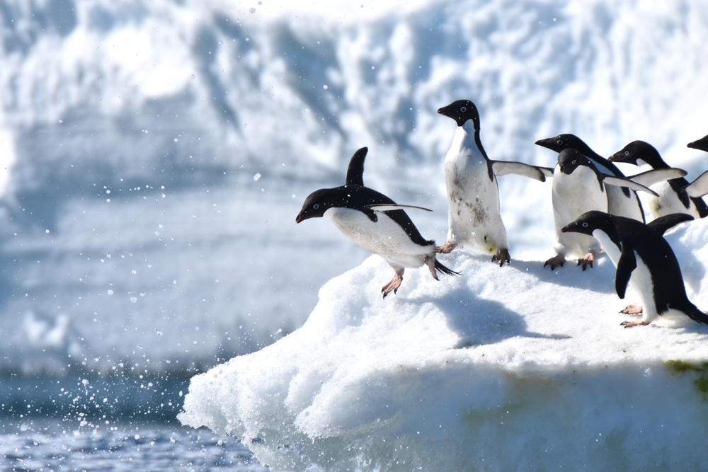 ファーストペンギン